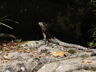 Blue Mountains