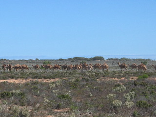 Nullabor Ebene