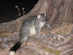 Leeuwin-Naturaliste Nationalpark