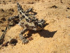 Kalbarri Nationalpark