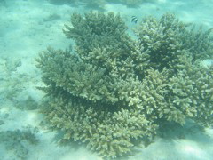 Ningaloo Reef