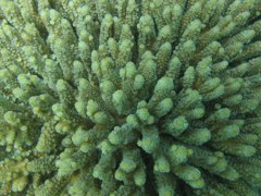 Ningaloo Reef