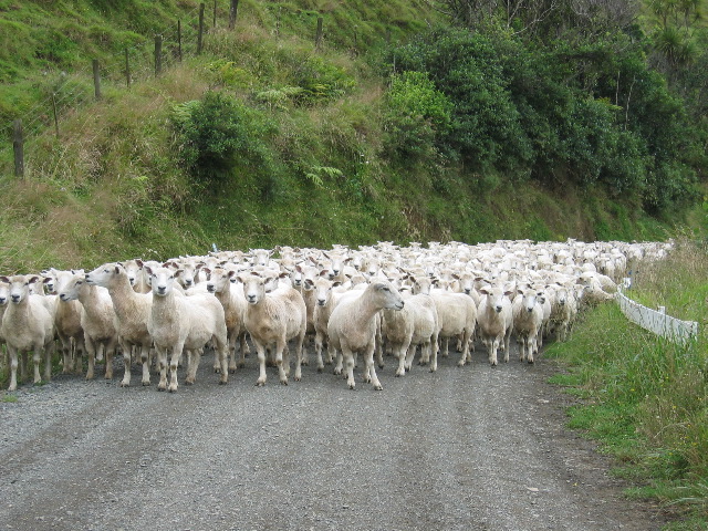 Auf dem Weg nach Awakino