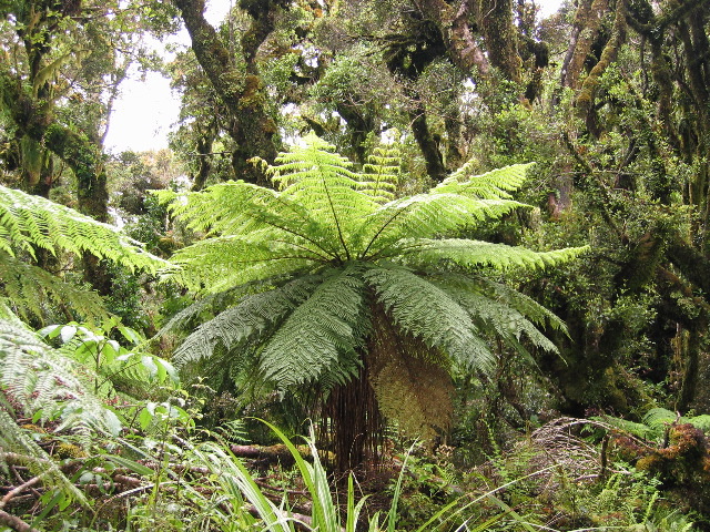 Mount Egmont