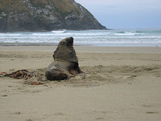 Cannibal Bay