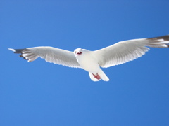 Kaikoura