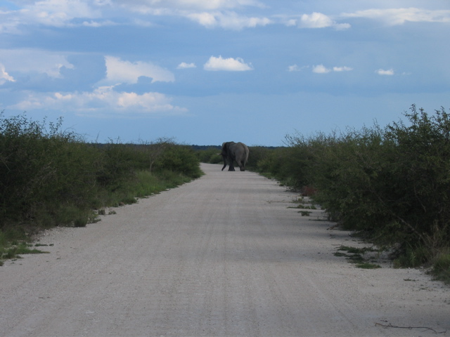 Etosha NP