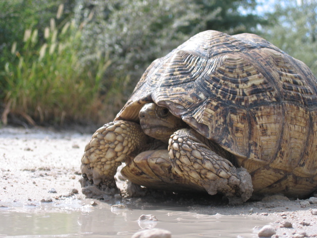 Etosha NP