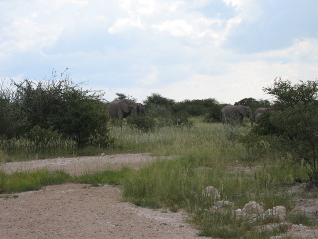 Etosha NP