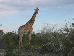 Etosha-NP