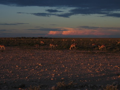 Etosha NP