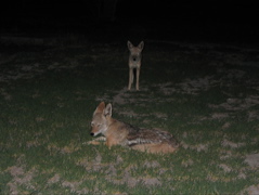 Etosha NP