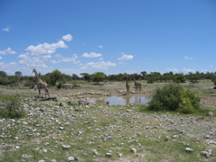 Etosha NP