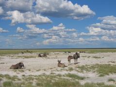 Etosha NP