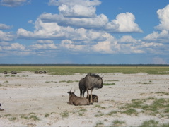 Etosha NP