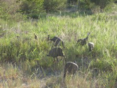 Etosha NP