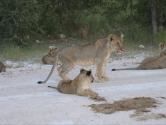 Etosha NP