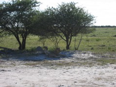 Etosha NP