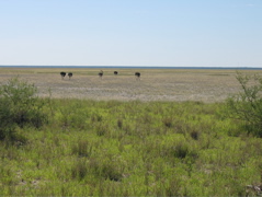 Etosha NP