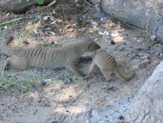 Etosha NP