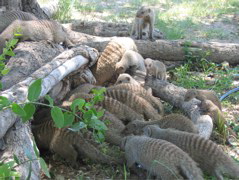 Etosha NP