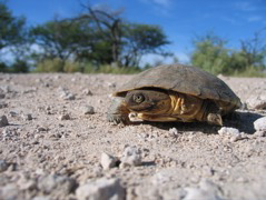 Etosha NP