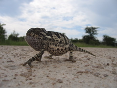 Etosha NP