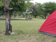 Etosha NP