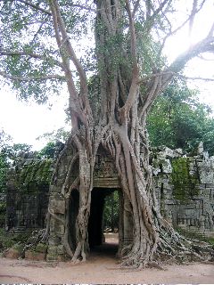 Siem Reap - Ankor Wat
