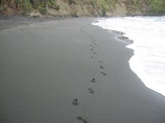 Waikawau Beach