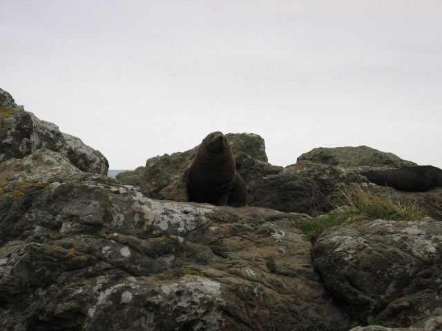 Ostk&uuml;ste S&uuml;dinsel