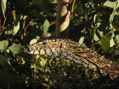 IMG_0899.JPG