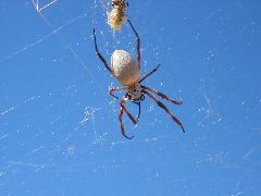 IMG_0856.JPG