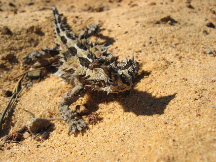 Kalbarri Nationalpark
